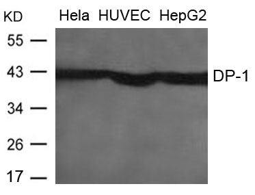 Polyclonal Antibody to DP-1  