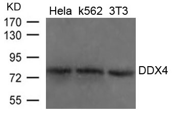 Polyclonal Antibody to DDX4 