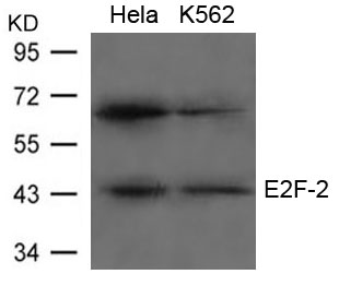 Polyclonal Antibody to E2F-2 