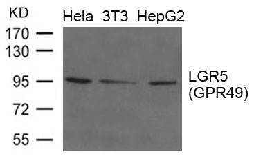 Polyclonal Antibody to LGR5(GPR49) 