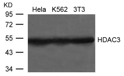 Polyclonal Antibody to HDAC3  