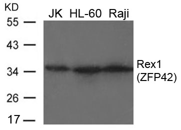 Polyclonal Antibody to Rex1(ZFP42)