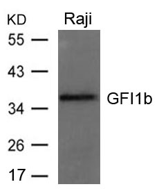 Polyclonal Antibody to GFI1b 