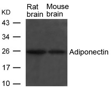 Polyclonal Antibody to Adiponectin