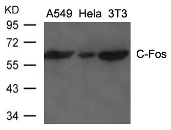 Polyclonal Antibody to C-Fos