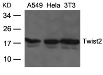 Polyclonal Antibody to Twist2