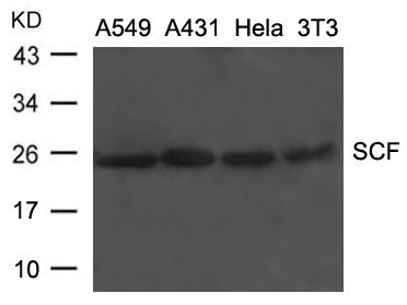 Polyclonal Antibody to SCF