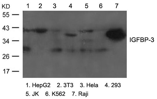 Polyclonal Antibody to IGFBP-3 