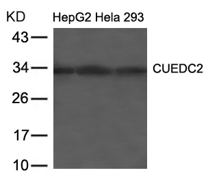 Polyclonal Antibody to CUEDC2 