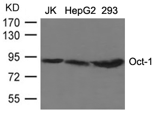 Polyclonal Antibody to OCT1