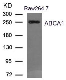 Polyclonal Antibody to ABCA1