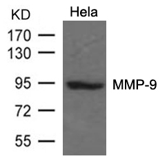 Polyclonal Antibody to MMP-9