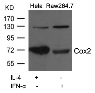 Polyclonal Antibody to Cox2