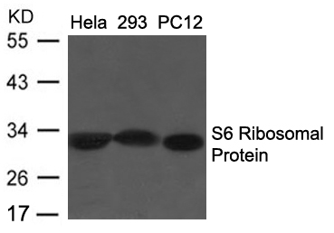 Polyclonal Antibody to S6 Ribosomal Protein (Ab-235/236)