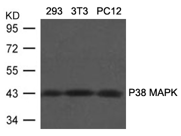 Polyclonal Antibody to P38 MAPK(Ab-180/182)