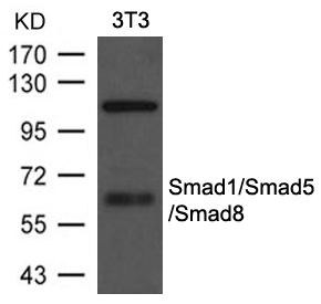 Polyclonal Antibody to Smad1/Smad5/Smad8