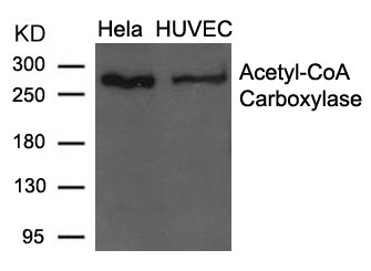 Polyclonal Antibody to Acetyl-CoA Carboxylase (Ab-79)