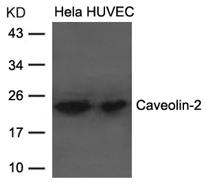 Polyclonal Antibody to Caveolin-2 