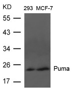 Polyclonal Antibody to Puma