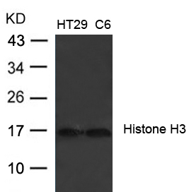 Polyclonal Antibody to Histone H3 (Ab-27)