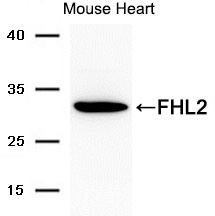 Polyclonal Antibody to FHL2