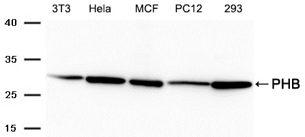 Polyclonal Antibody to PHB