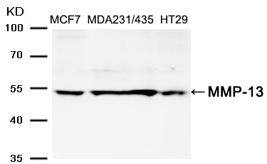 Polyclonal Antibody to MMP-13