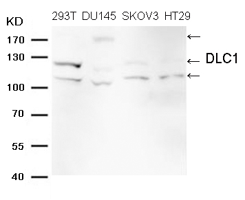 Polyclonal Antibody to DLC1 (Ab-868)