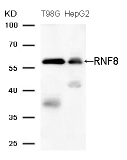 Polyclonal Antibody to RNF8 (Ab-137)