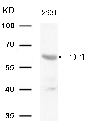 Polyclonal Antibody to PDP1 (Ab-381)