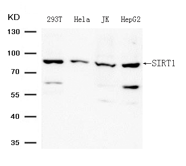 Polyclonal Antibody to SIRT1 (Ab-344)