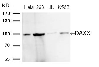 Polyclonal Antibody to DAXX (Ab-739)