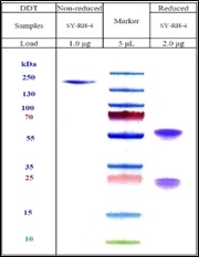 COVID-19 (Sars-Cov-2/ nCov) Spike RBD Antibody (Humanized)