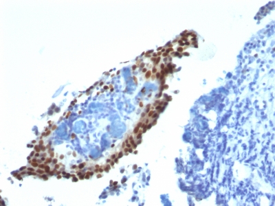 Monoclonal Antibody to p21WAF1 (Tumor Suppressor Protein)(Clone : HJ21)