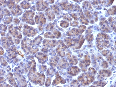 Monoclonal Antibody to Golgi Complex (Marker for Human Cells)(Clone : 371-4)