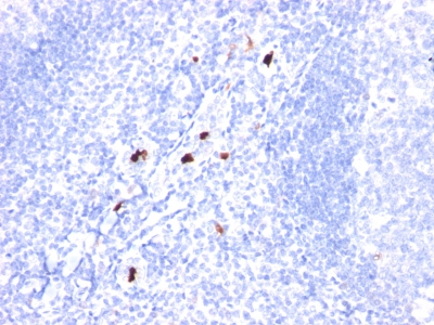 Monoclonal Antibody to Myeloid Cell Marker (Macrophage / Granulocyte Marker)(Clone : BM-1)