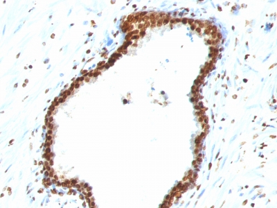 Monoclonal Antibody to Double Stranded DNA (dsDNA) (Nuclear Marker)(Clone : 121-3)