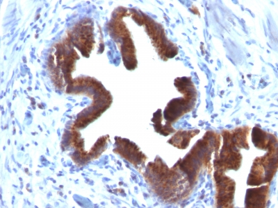 Monoclonal Antibody to Golgi Complex (Marker for Human Cells)(Clone : SPM581)