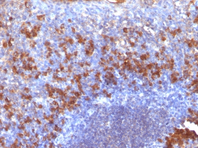 Monoclonal Antibody to Biotin (Vitamin B7 or Vitamin H)(Clone : SPM375)