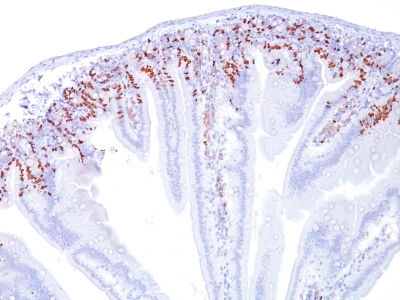 Monoclonal Antibody to Bromodeoxyuridine (BrdU)(Clone : SPM166)