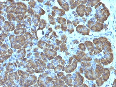 Monoclonal Antibody to Mitochondria (Marker for Human Cells)(Clone : SPM198)