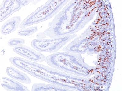 Monoclonal Antibody to Bromodeoxyuridine (BrdU) (Proliferation Marker)(Clone : BRD494)