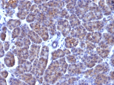 Monoclonal Antibody to Golgi Complex (Marker for Human Cells)(Clone : AE-6)