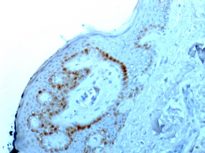 Monoclonal Antibody to Human Nucleolar Antigen (Marker For Human Cells)(Clone : NM95)