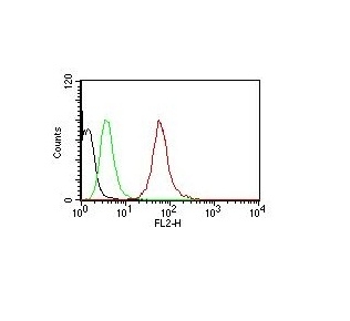 Monoclonal Antibody to Cytokeratin, pan (Epithelial Marker)(SPM115 + SPM116)-PE