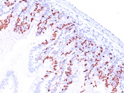 Monoclonal Antibody to Bromodeoxyuridine (BrdU)(Clone : SPM537)