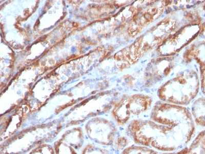 Monoclonal Antibody to Mitochondria (Marker for Human Cells)(Clone : MTC719)