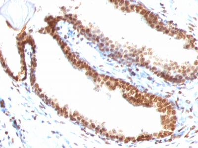 Monoclonal Antibody to Double Stranded DNA (dsDNA) (Nuclear Marker)(Clone : DSD/958)