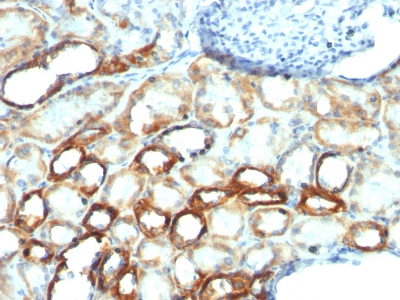 Monoclonal Antibody to Mitochondria (Marker for Human Cells)(Clone : MTC754)