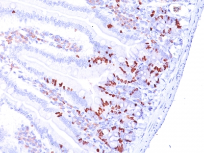 Monoclonal Antibody to Bromodeoxyuridine (BrdU) (Proliferation Marker)(Clone : MoBu-1)